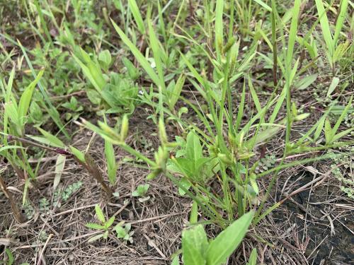 扁穗莎草 (沙田草) 扁穗莎草 (沙田草)
