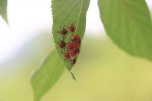 荔蝽 荔蝽