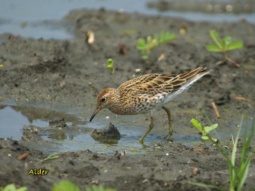 20090813_380212_Sharp-tailed_Sandpiper_8028.jpg