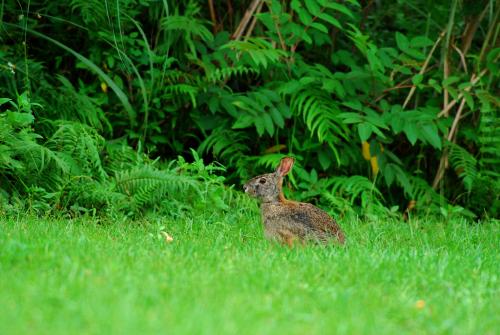 20100614 台灣野兔@花蓮東華 1.JPG