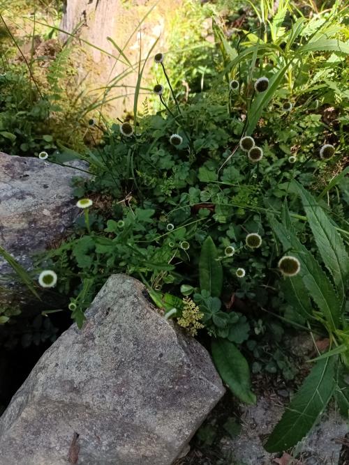 矮菊