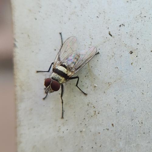 橫帶花蠅
