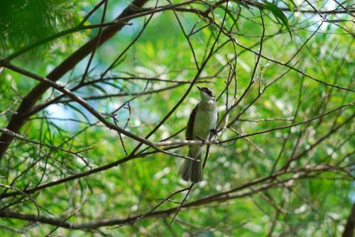 白頭翁 20100510-98@鳥松濕地