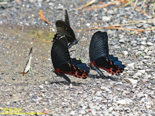 台灣鳳蝶 台灣鳳蝶