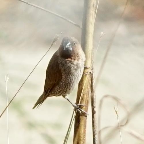 斑文鳥(華南亞種) 斑文鳥(華南亞種)
