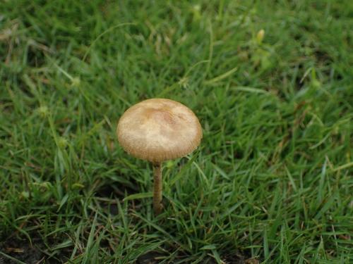 Agrocybe pediades(平田頭菇) Agrocybe pediades(平田頭菇)