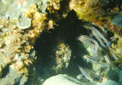 Plotosus lineatus@fishdb-media-855 Plotosus lineatus@fishdb-media-855
