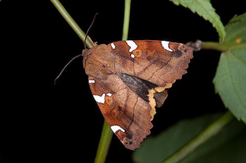 120629 南投 梅峰 41  Cosmia restituta Walker, 1857