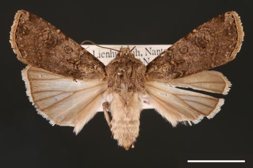Agrotis segetum[蕪菁夜蛾][00000692]