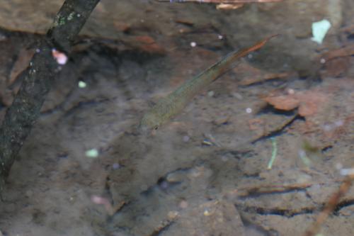 蓋斑鬥魚
