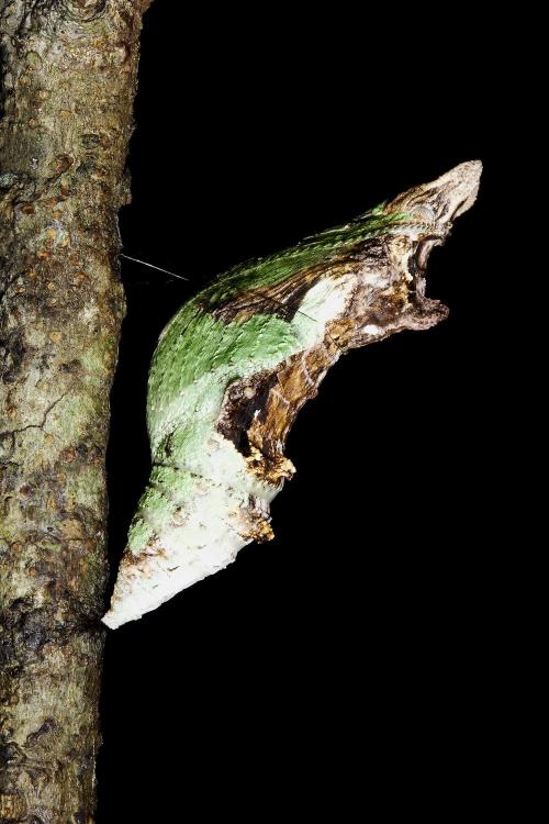 20090925_347294_Papilio nephelus chaonulus_p.jpg