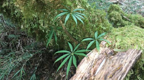 高山鴨腳木 高山鴨腳木