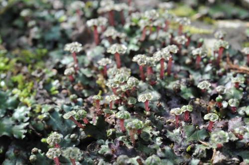 Marchantia paleacea Bertol. 粗裂地錢 生態照(雄)