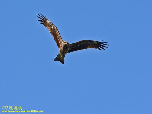 黑鳶 黑鳶