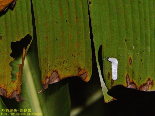黃斑蕉弄蝶