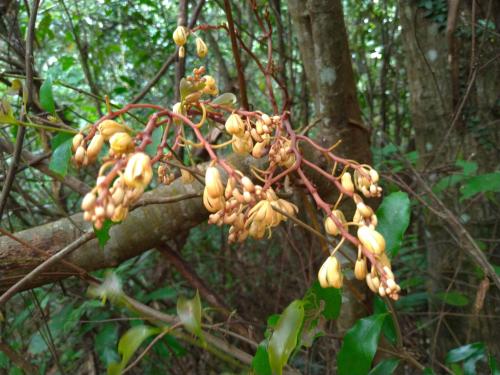 蔓莖山珊瑚 蔓莖山珊瑚