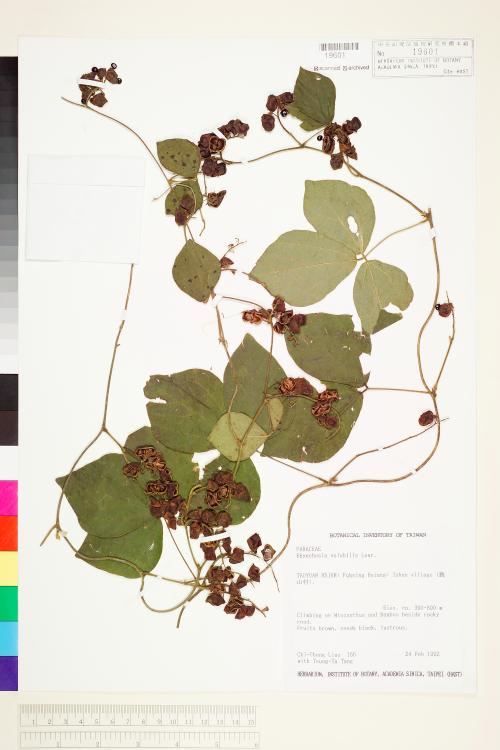 HAST 00019601