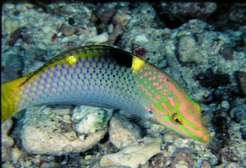Halichoeres hortulanus@fishdb-media-3260