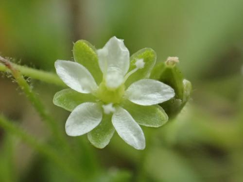 瓜槌草