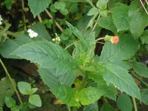 野茼蒿