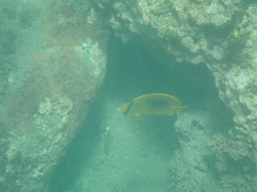 鏡斑蝴蝶魚