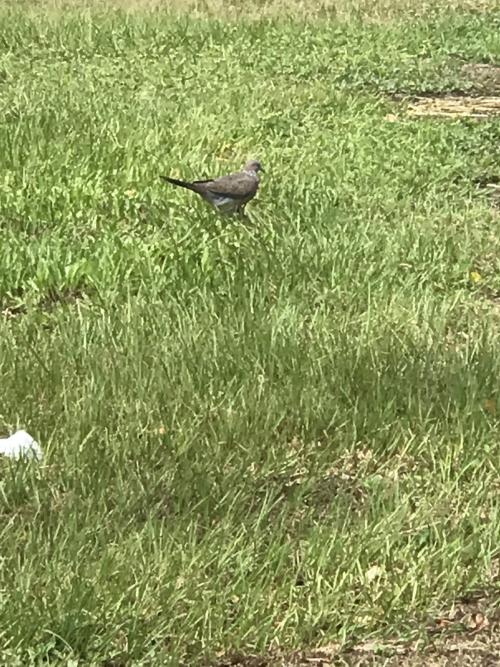 珠頸斑鳩 珠頸斑鳩