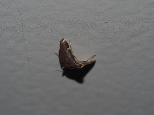 Cangetta hartoghialis