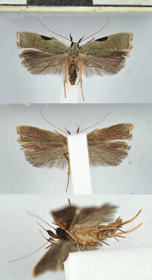 DSD_6898 Dichomeris oxycarpa.jpg DSD_6898 Dichomeris oxycarpa.jpg