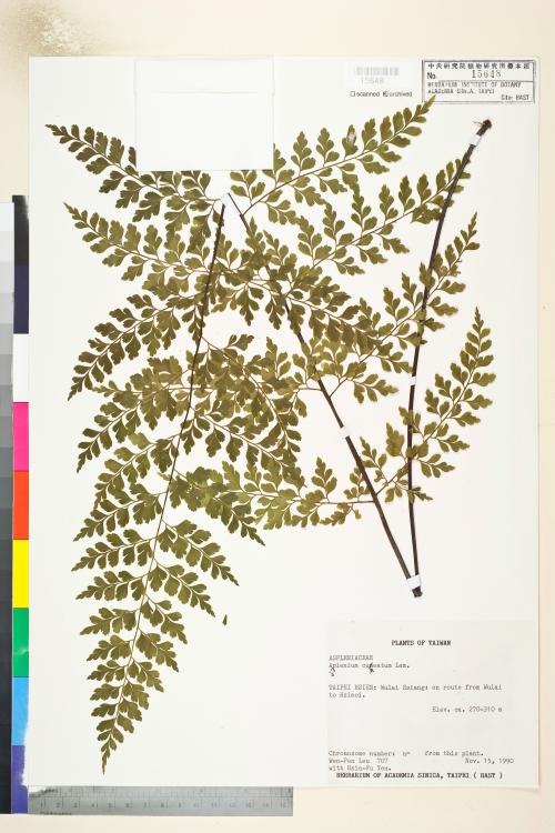 HAST 00015648 HAST 00015648