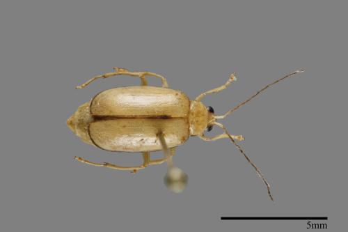 <已分類>Family：Chrysomelidae[金花蟲科][00092950]