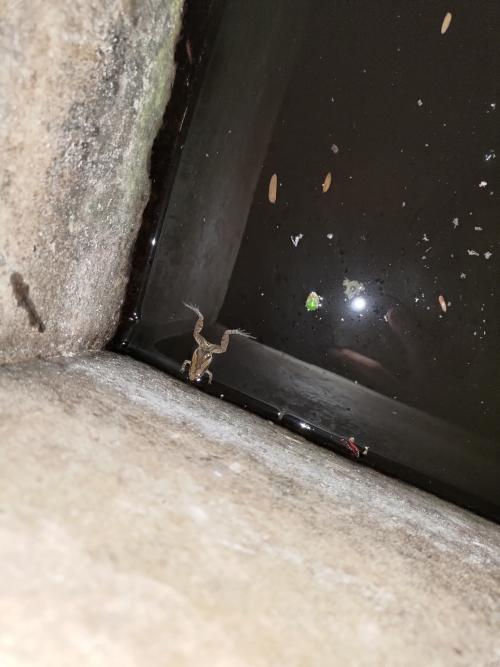 小雨蛙