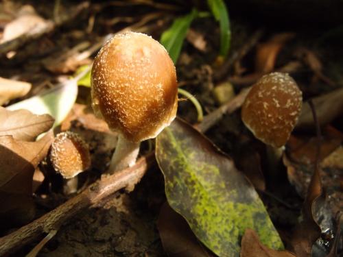 Psathyrella spintrigera(白絨毛小脆柄菇)