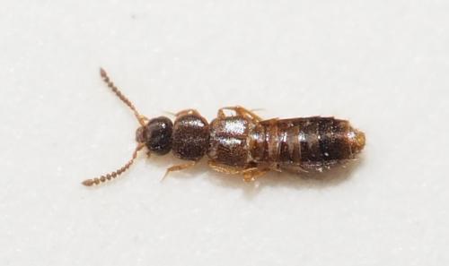 Atheta-formosanorum Atheta-formosanorum