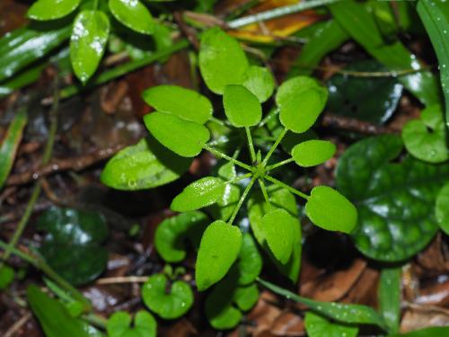 林氏茜草