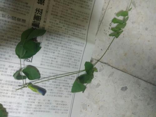 蝶豆 蝶豆