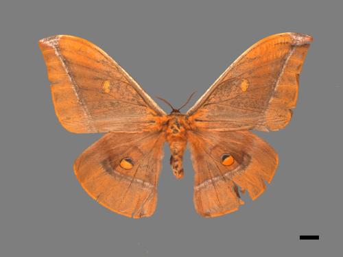 Antheraea formosana[紅目天蠶蛾][00016027]