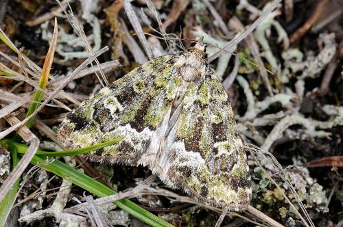 090617 雪山 完美谷 Pseudodeltote formosana (Hampson), 1910_800ori