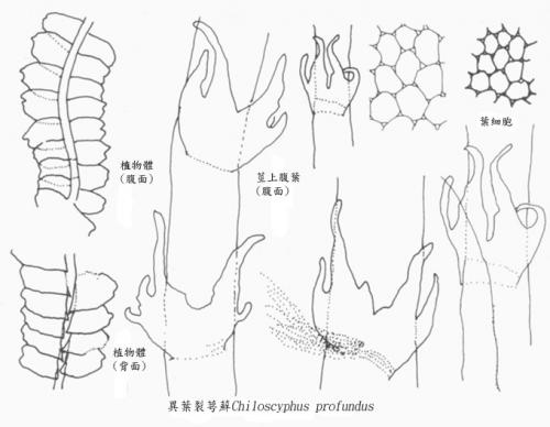 異葉裂萼蘚