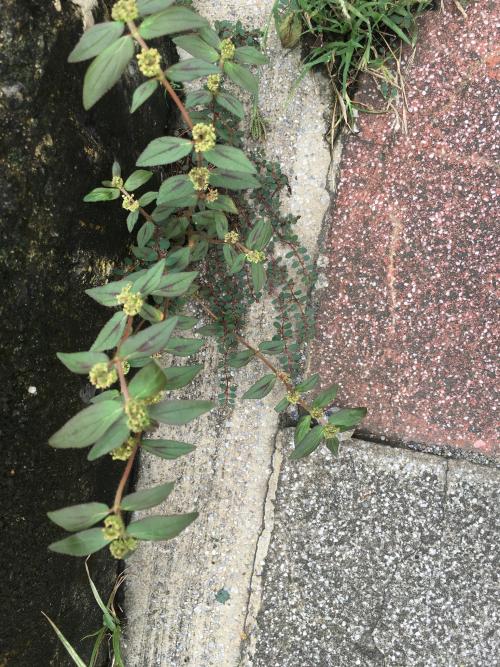 飛揚草 飛揚草