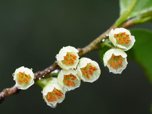 米碎柃木