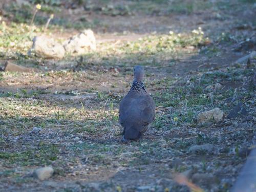 珠頸斑鳩(指名亞種) 珠頸斑鳩(指名亞種)