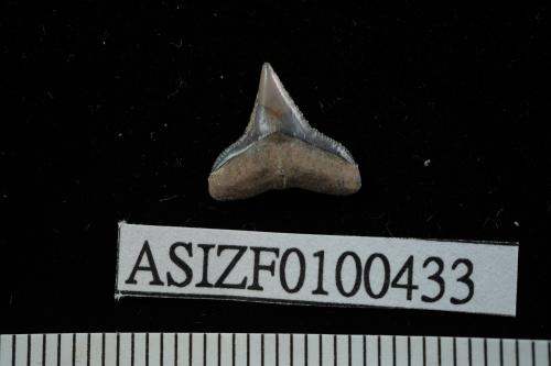 Carcharhinus sp. [ASIZF0100433]