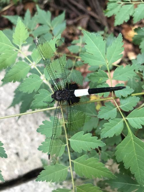 玉帶蜻 玉帶蜻