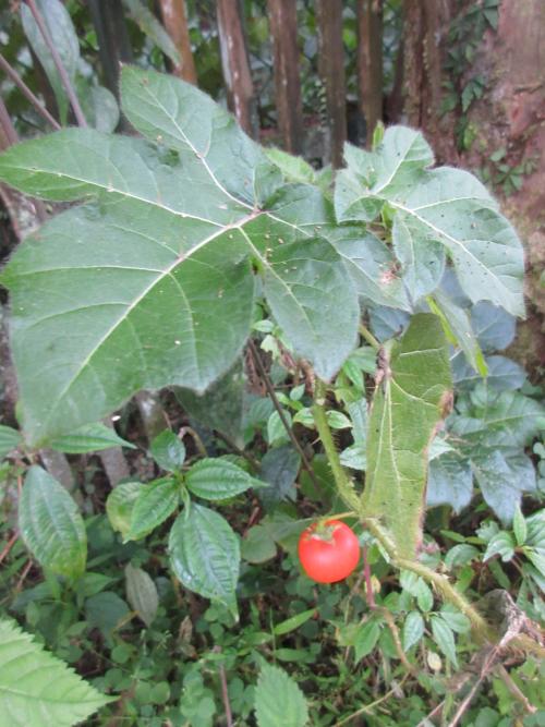 癲茄 癲茄