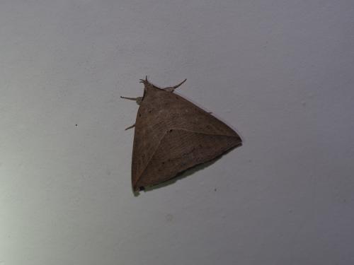 Dierna strigata