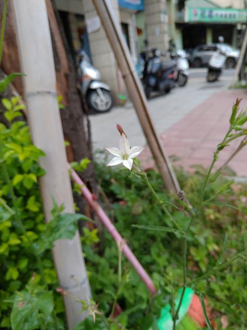 皺葉菸草