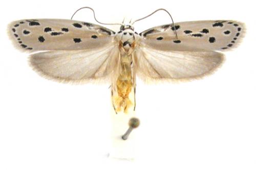 Ethmia penesella 扇平篩蛾