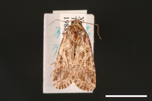 Spodoptera litura[斜紋夜蛾][00002870]