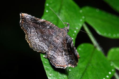 081116 台北 景美 仙跡岩 Nagadeba indecoralis Walker, [1866] 1865 Taiwan, Indonesia, India Wang, 1994 (8)_800ori