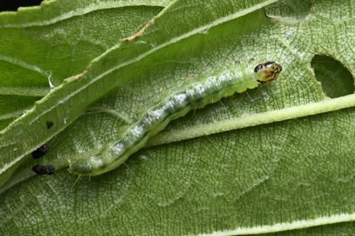 Patania sabinusalis Patania sabinusalis
